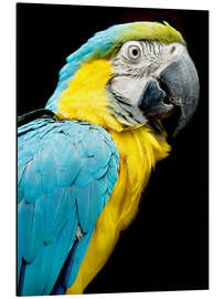 Aluminium print beautiful Blue and yellow macaw