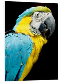 Foam board print beautiful Blue and yellow macaw