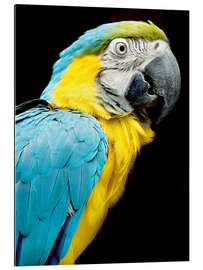 Tableau en plexi-alu beautiful Blue and yellow macaw