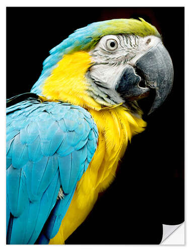 Naklejka na ścianę beautiful Blue and yellow macaw