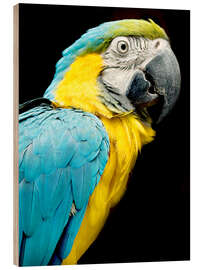 Tableau en bois beautiful Blue and yellow macaw