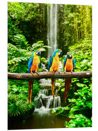 Foam board print Three macaws in front of a waterfall