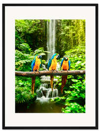Gerahmter Kunstdruck Drei Aras vor einem Wasserfall
