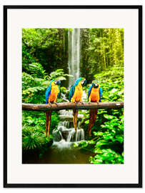 Framed art print Three macaws in front of a waterfall