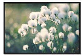 Gerahmter Kunstdruck Wollgras Miracle nature