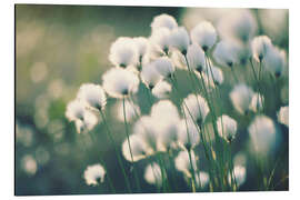 Magnettafel Wollgras Miracle nature