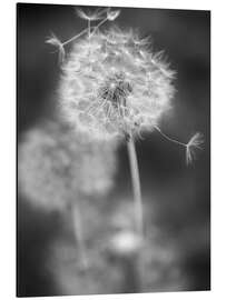 Magnettafel Pusteblume Schwarz/Weiß