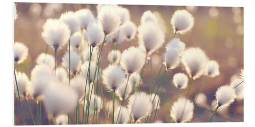 PVC-taulu Cottongrass