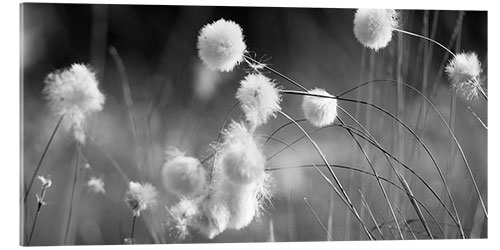 Tableau en verre acrylique Herbes à coton en noir et blanc