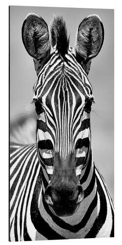 Quadro em alumínio Portrait of a zebra