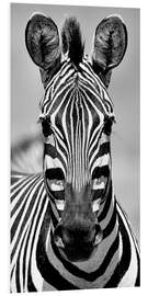 Foam board print Portrait of a zebra