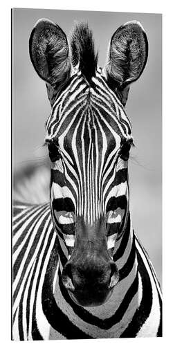 Galleriataulu Portrait of a zebra