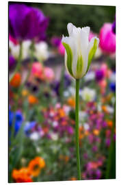 Alubild Tulpen im Frühling