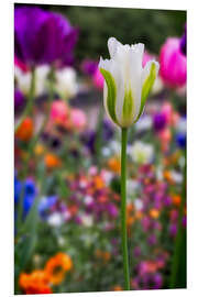 Foam board print Tulips at springtime