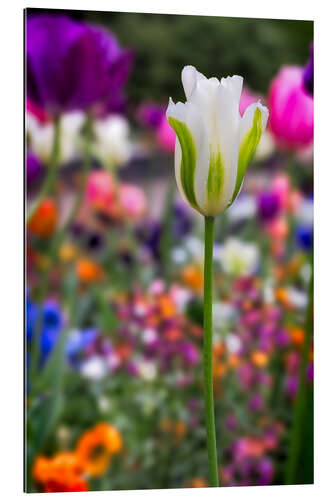 Galleriprint Tulips at springtime