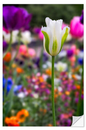 Selvklebende plakat Tulips at springtime