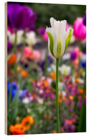 Wood print Tulips at springtime