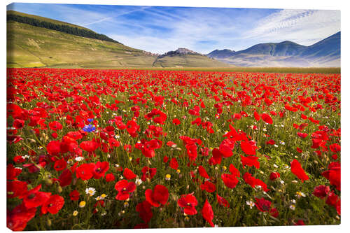 Obraz na płótnie Poppies at Piano Grande, Umbrien, Italy