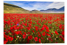 Quadro em PVC Poppies at Piano Grande, Umbrien, Italy