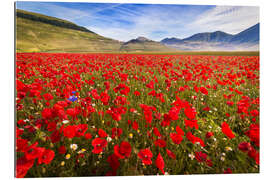 Gallery Print Moonblumen auf Piano Grande, Umbrien, Italien