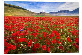 Magnettafel Moonblumen auf Piano Grande, Umbrien, Italien