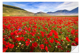 Naklejka na ścianę Poppies at Piano Grande, Umbrien, Italy