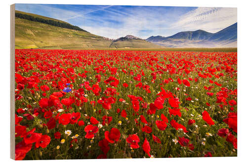 Trätavla Poppies at Piano Grande, Umbrien, Italy