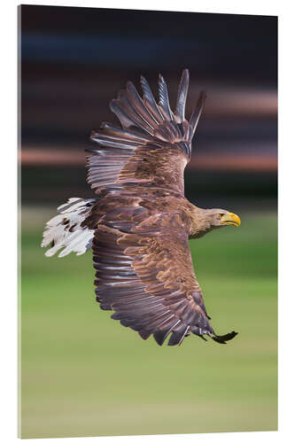 Acrylic print Flying white-tailed eagle