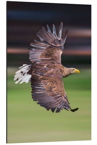 Aluminiumtavla Flying white-tailed eagle