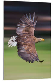 Aluminium print Flying white-tailed eagle