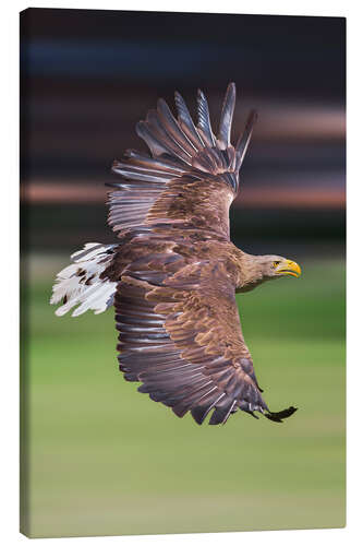 Leinwandbild Fliegender Seeadler