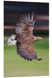 Foam board print Flying white-tailed eagle