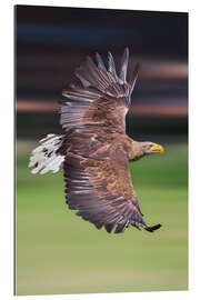 Gallery print Flying white-tailed eagle