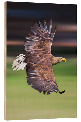 Holzbild Fliegender Seeadler