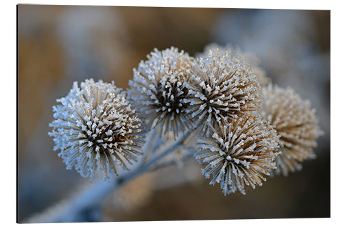 Aluminium print The big burdock in winter