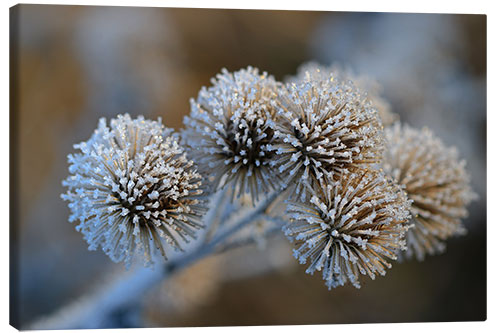 Leinwandbild Die grosse Klette im Winter