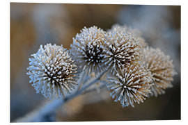 Foam board print The big burdock in winter