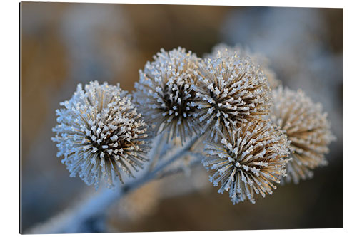 Galleritryck The big burdock in winter