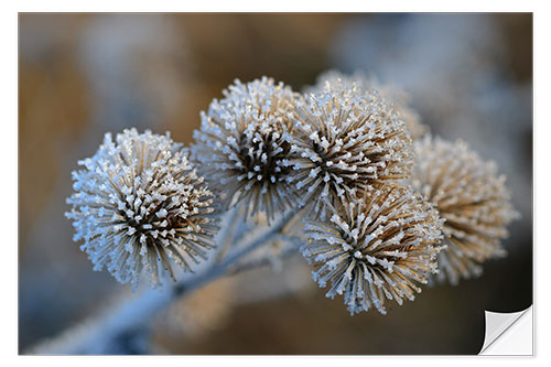 Selvklebende plakat The big burdock in winter