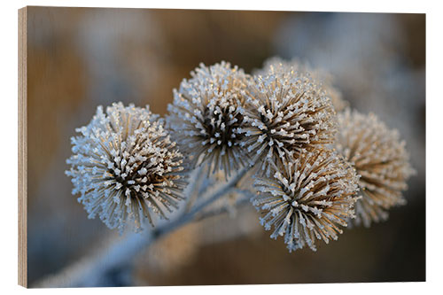 Stampa su legno The big burdock in winter