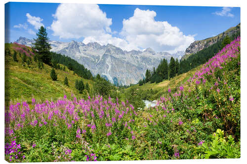 Canvas-taulu Flowers in the summer in the Engadine in Switzerland