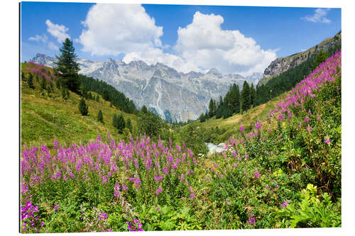 Galleritryck Flowers in the summer in the Engadine in Switzerland