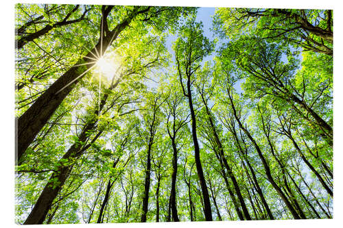 Acrylic print Green forest in spring in the sunlight