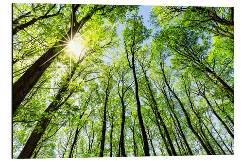 Cuadro de aluminio Green forest in spring in the sunlight