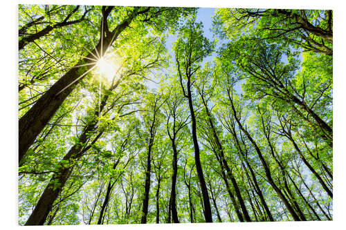 PVC print Green forest in spring in the sunlight