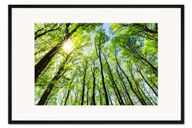 Gerahmter Kunstdruck Grüner Wald im Frühling im Sonnenlicht