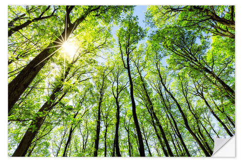 Wandsticker Grüner Wald im Frühling im Sonnenlicht