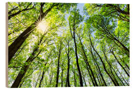 Hout print Green forest in spring in the sunlight