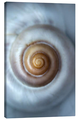 Canvastavla White seashell