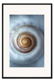 Gerahmter Kunstdruck Weiße Muschel
